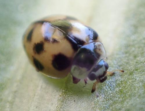 Réf. 221 076 : Adalia sp.